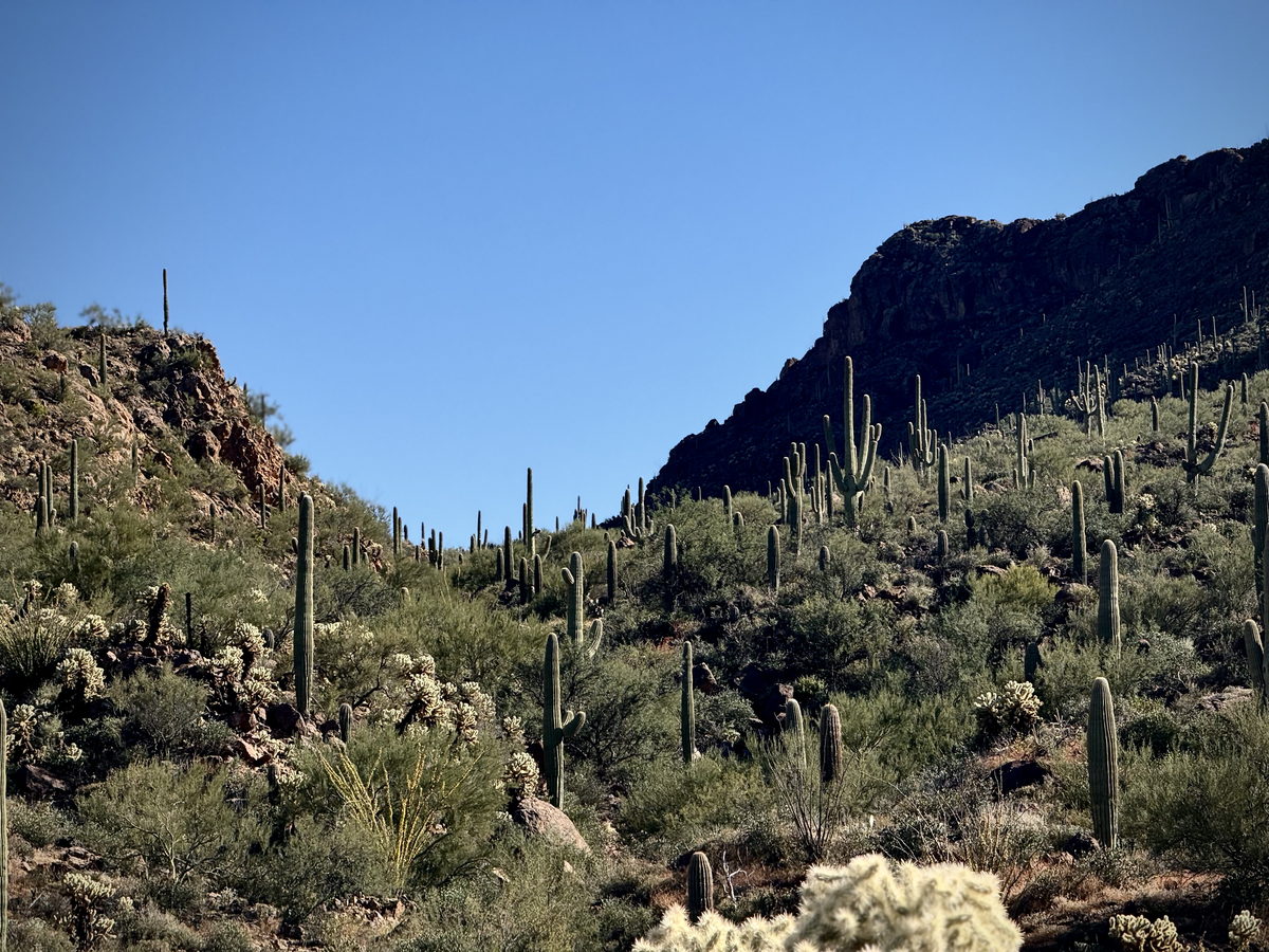 Saguaro hillside