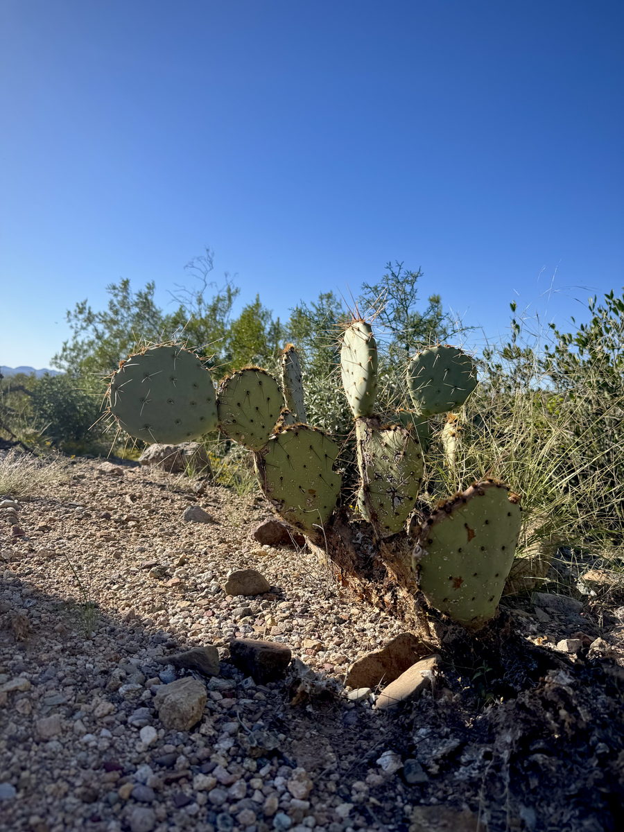 Prickly pear