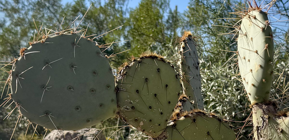 Prickly pear