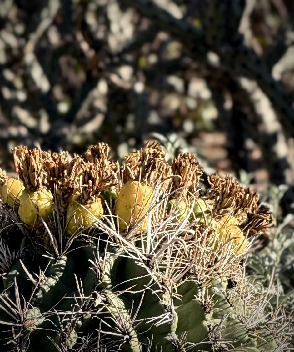 Fishhook barrel cactus in fruit