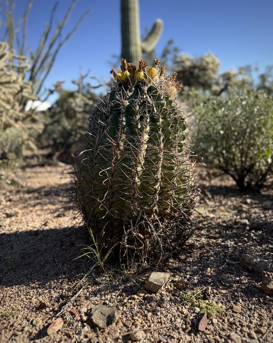 Fishhook barrel cactus in fruit