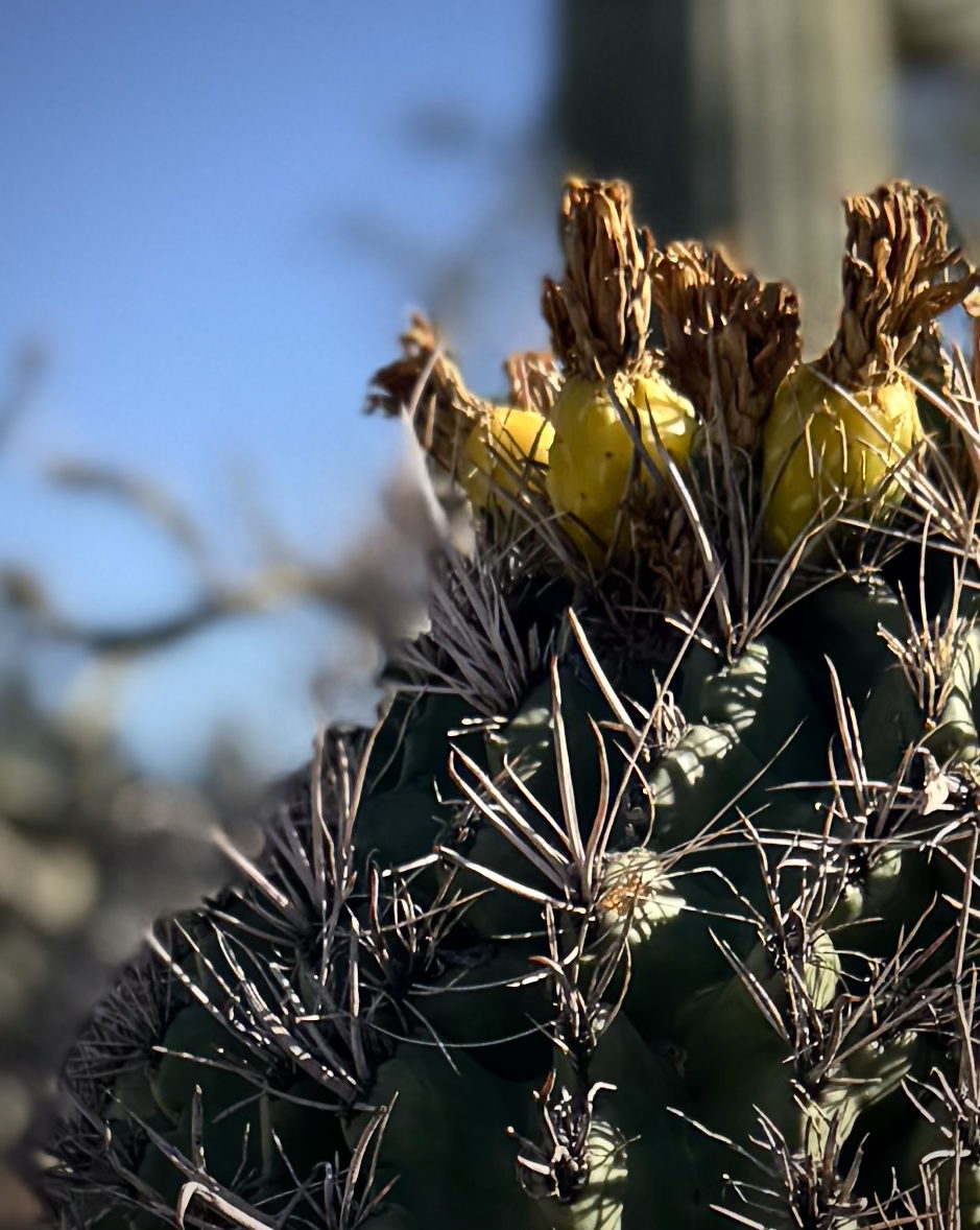 Fishhook barrel cactus in fruit