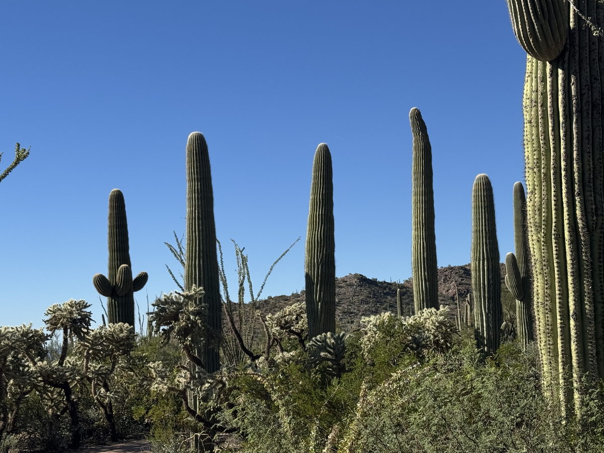 Saguaro forest