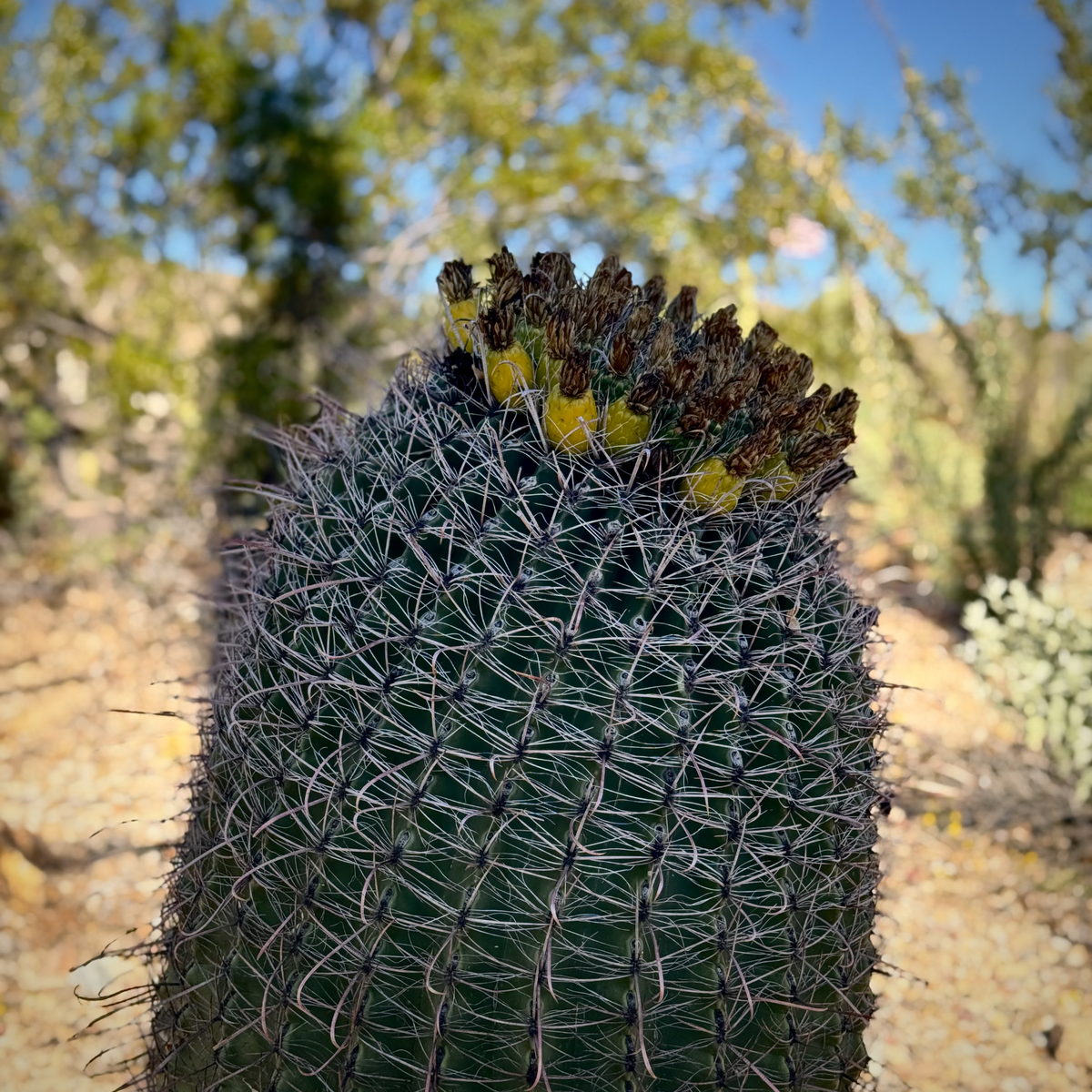 Fishhook barrel cactus