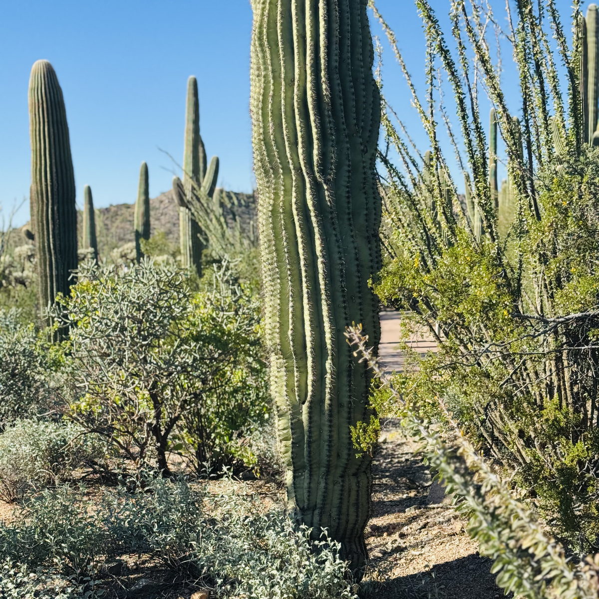 Saguaro and ocotillo