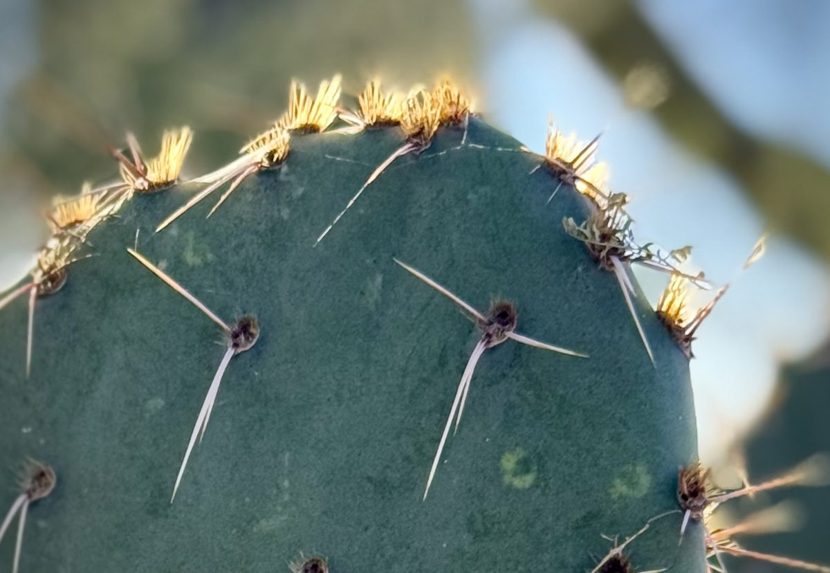 Prickly pear pads