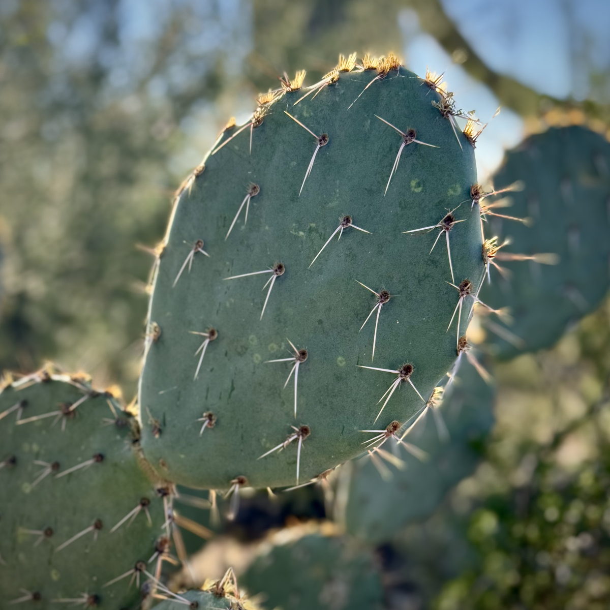 Prickly pear pads