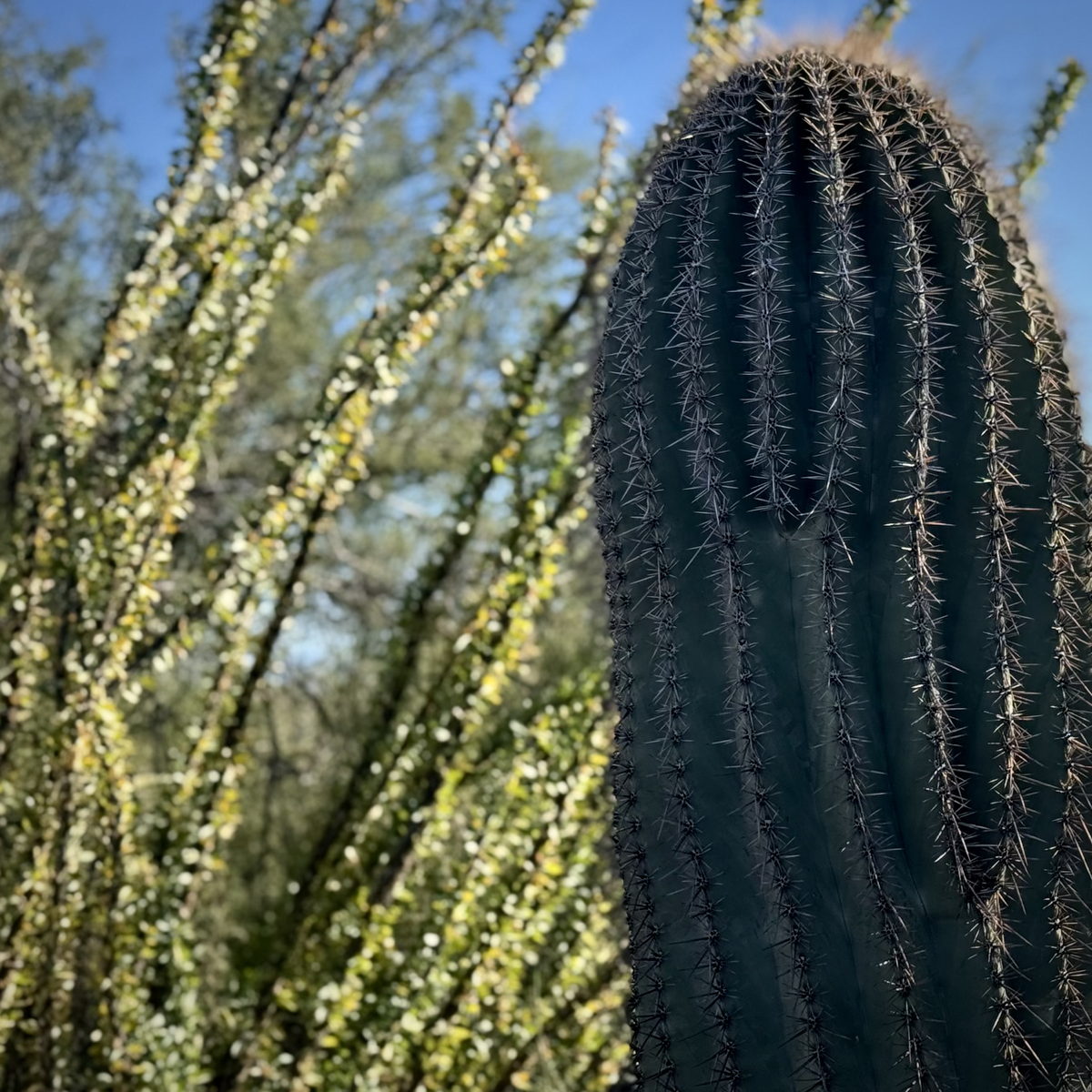 Saguaro ribs