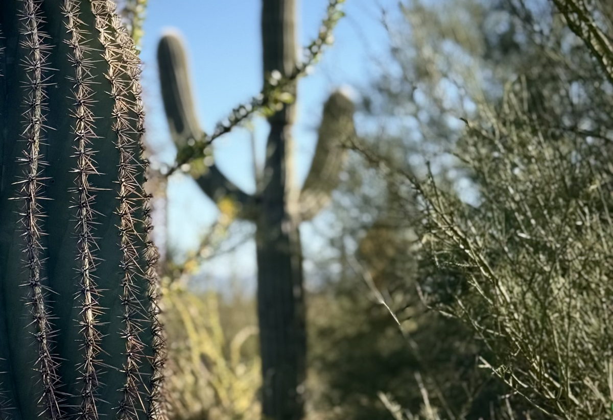 Saguaro