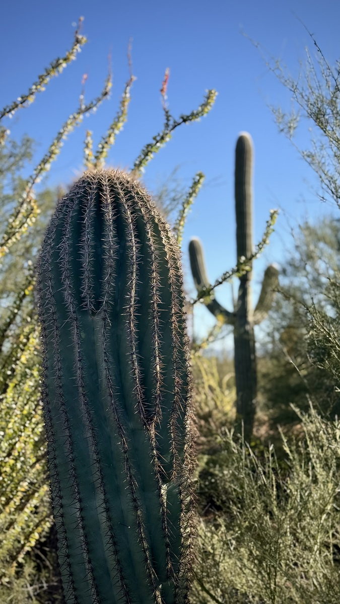 Saguaro
