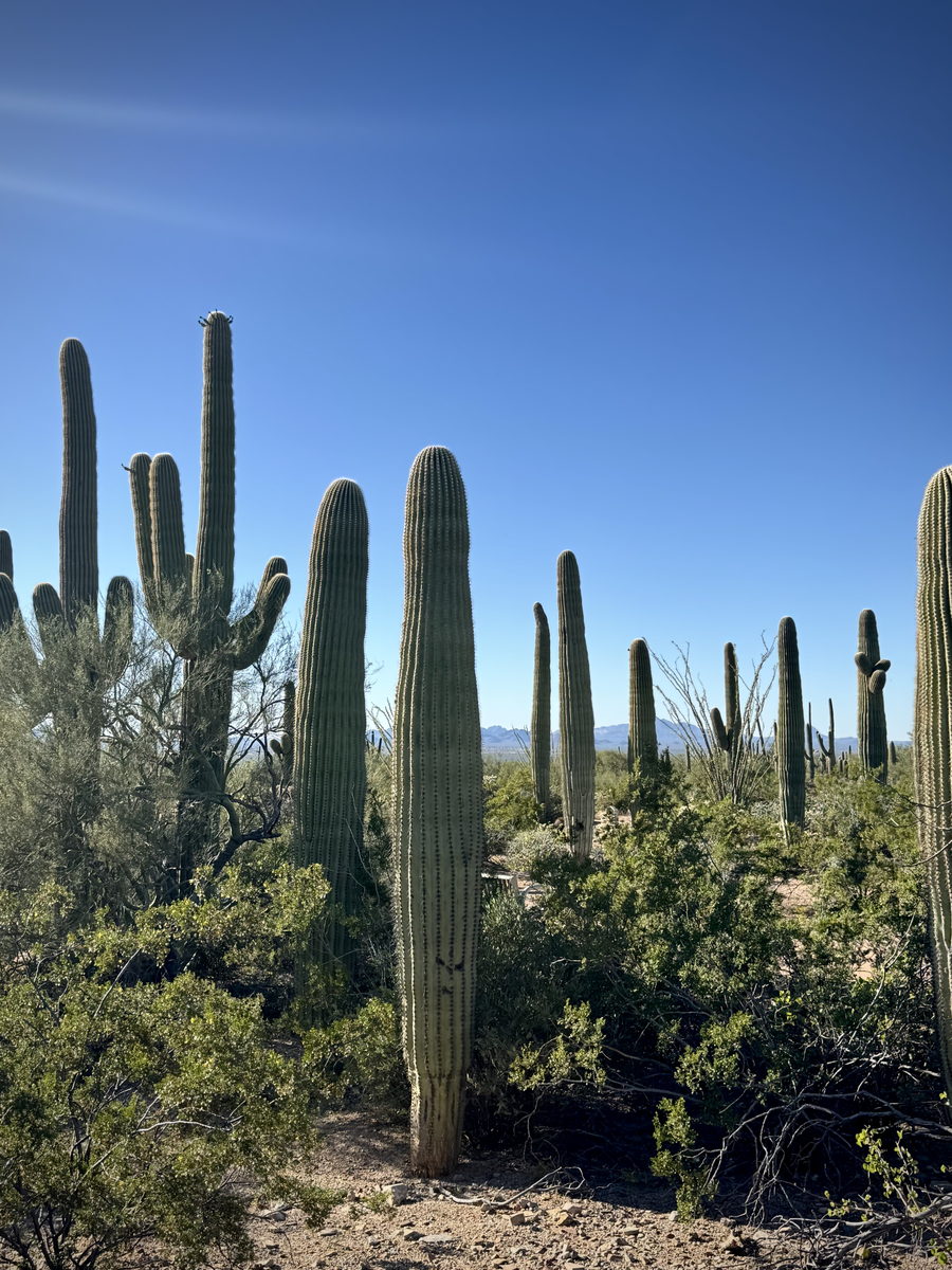Saguaro forest