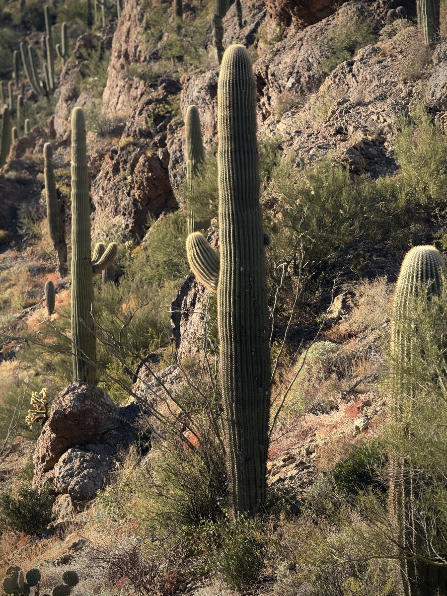 Saguaro on the rocks