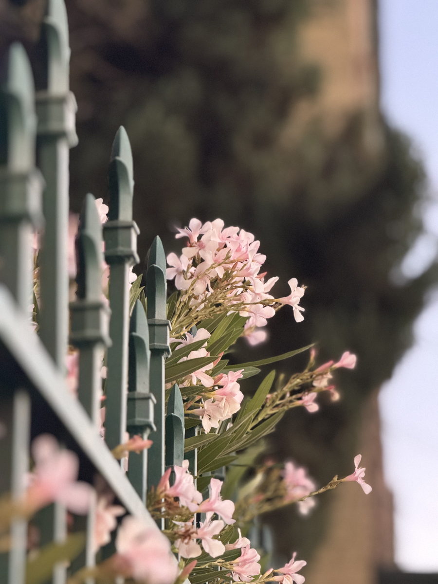Flowers through the railing