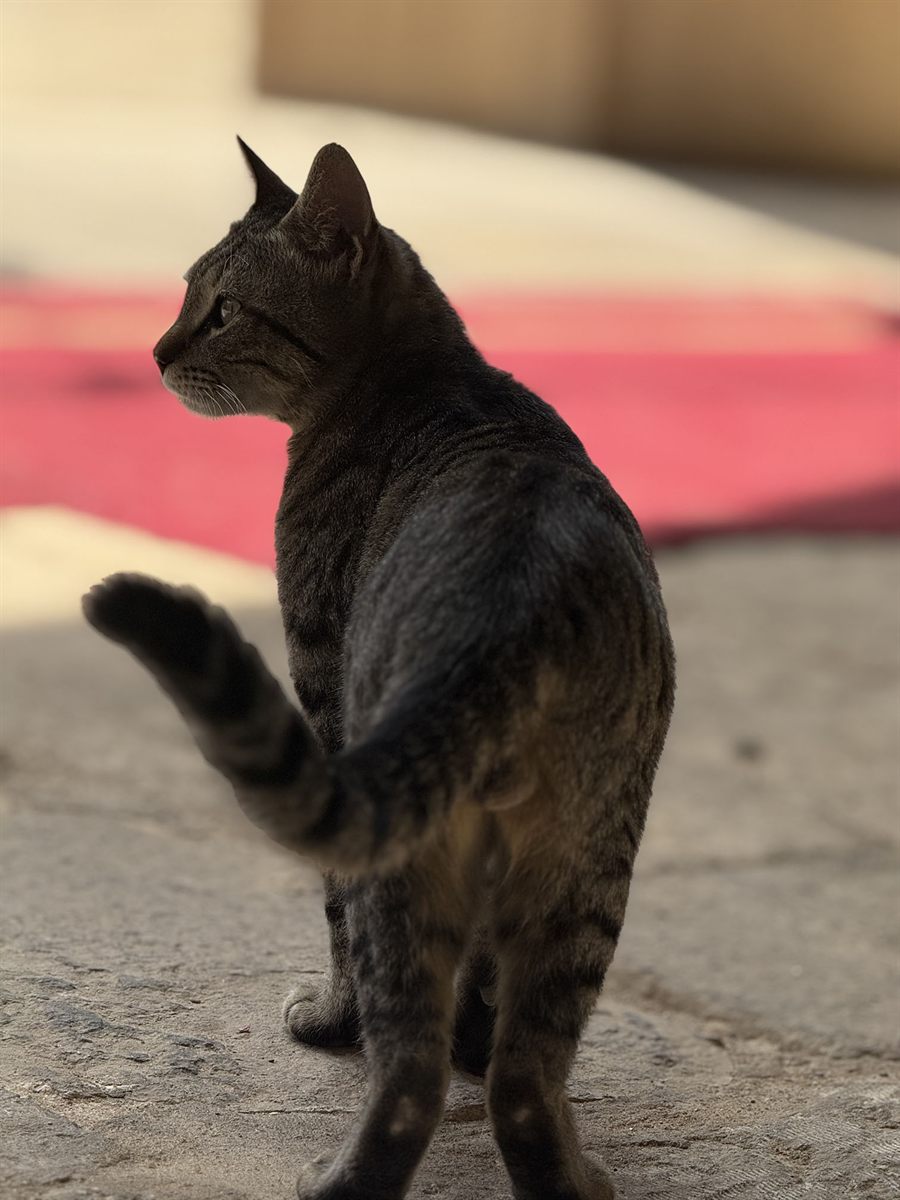 Cairo, Egypt